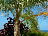 Jardim do Mar